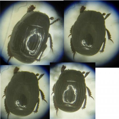 Margarinotus ignobilis